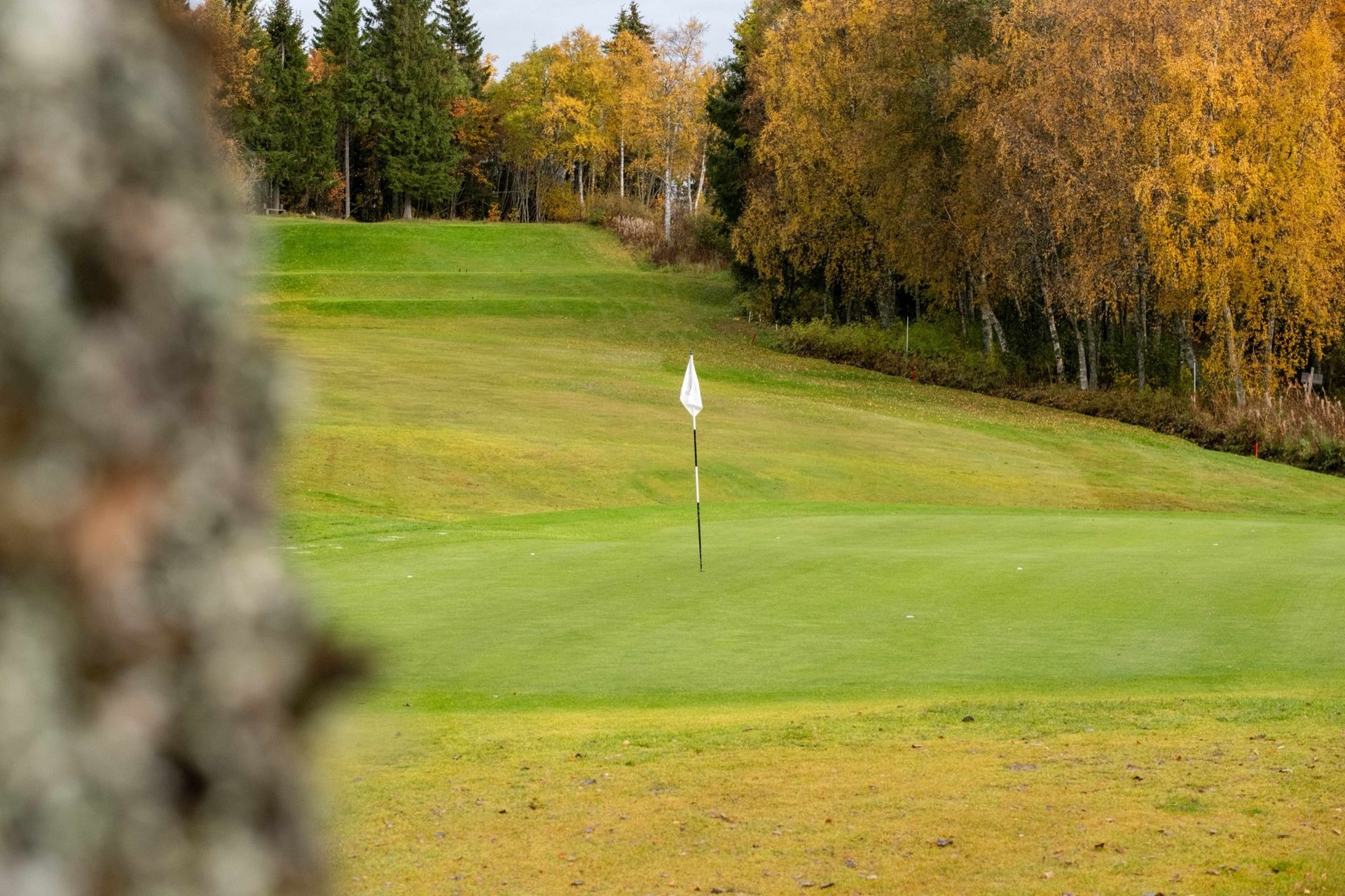 Green med flagg og høstfarger på Trondheim Golfklubb